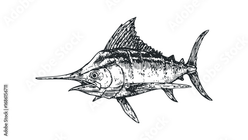 Vintage Marlin Fish Sketch. Vector hand drawn illustration