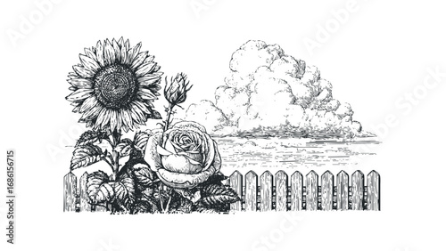 Vintage Sunflower and Rose Garden Scene with Picket Fence and Cloudy Sky. Vector hand drawn illustration