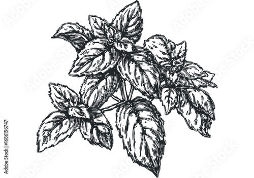 Black and White Sketch of Basil Herb Sprig on Transparent Background. Vector hand drawn illustration