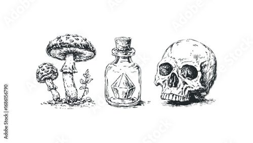 Sketchy vintage style skull, potion bottle with crystal, and mushrooms. Vector hand drawn illustration