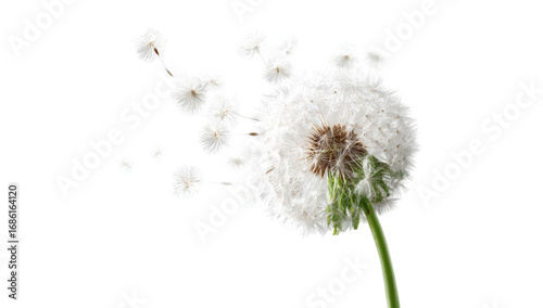 Dandelion seed head in motion