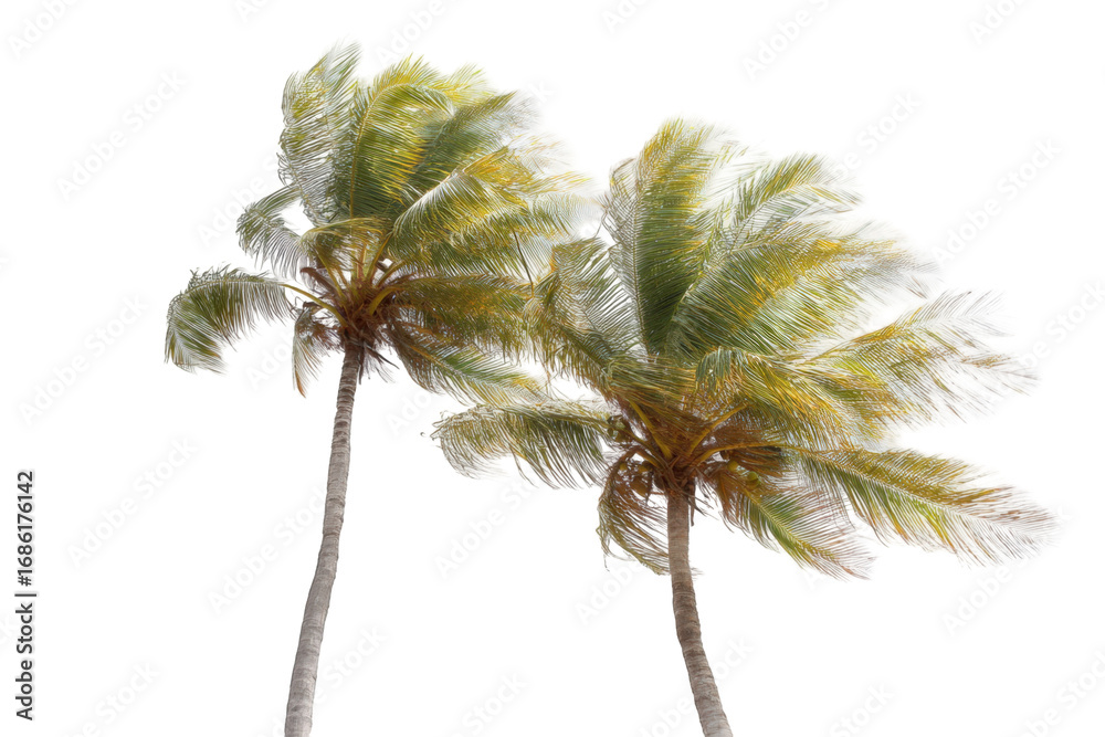 Fototapeta premium Two palm trees, windswept