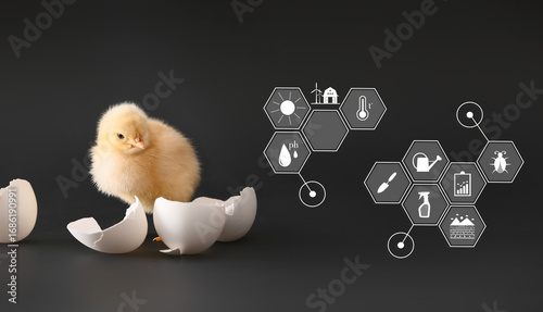 Cute hatched chick on dark ...