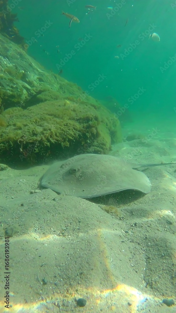 Fototapeta premium Underwater stingray resting on sand