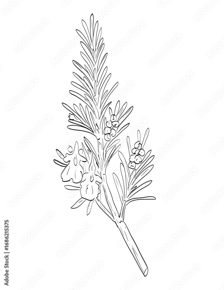 Fototapeta premium Drawing sketch style illustration of Salvia rosmarinus or rosemary, a shrub of the sage family, Lamiaceae used as spice herb done in black and white line art on isolated white background.