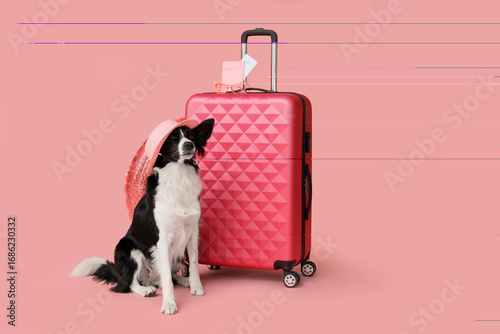Cute Border Collie dog with...