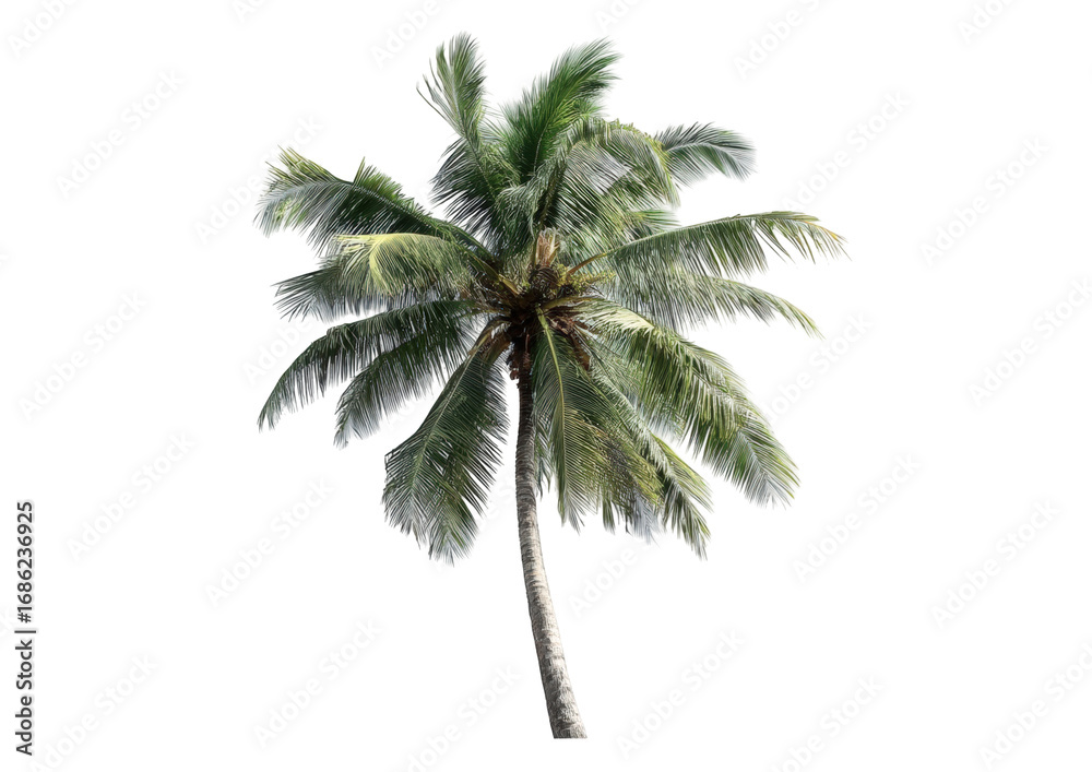 Obraz premium Isolated palm tree against black background