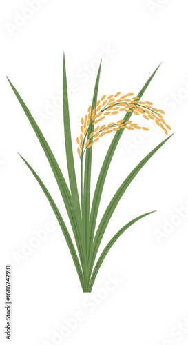 Golden Rice Plant with Green Leaves.