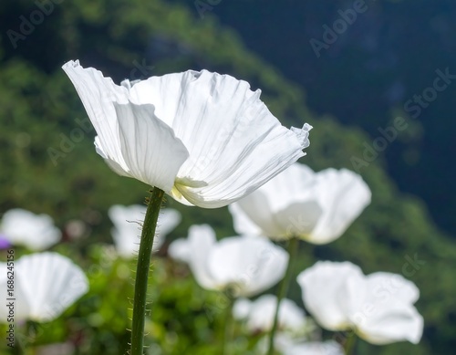 Delicate white poppy flowers in bloom