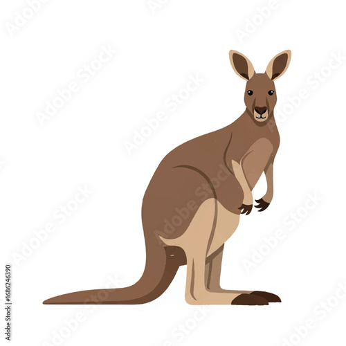 Kangaroo standing on white background 1.