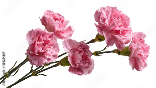 Pink carnations close-up