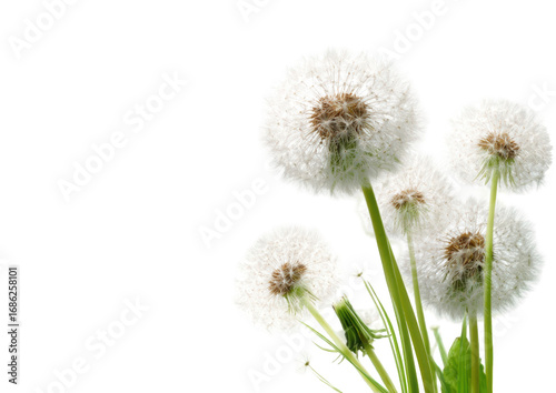 Fluffy white dandelions on a black background