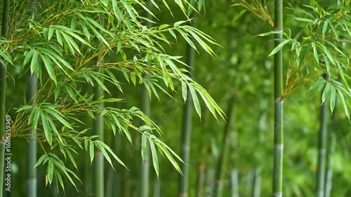 Close up of lush green bamboo leaves and stalks in a serene forest setting with a soft bokeh background