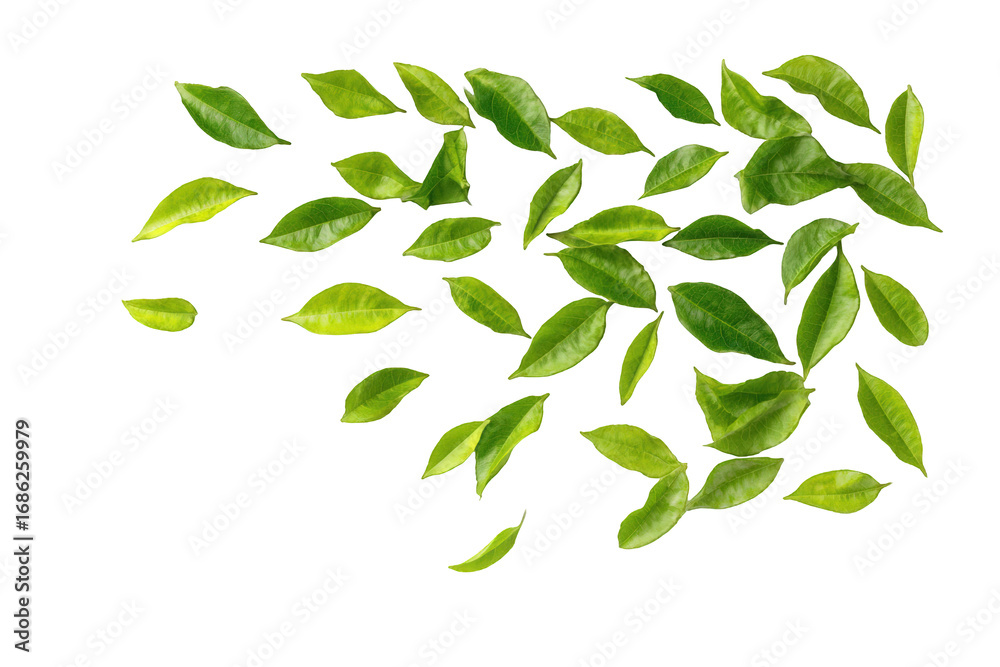 Fototapeta premium A vibrant arrangement of lush green leaves, scattered and flowing