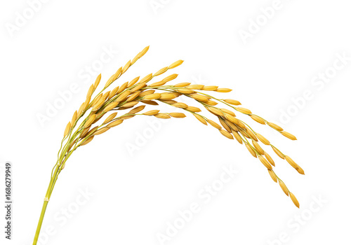 Golden rice grain close up on transparent background