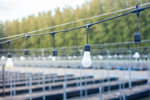 Greenhouse lighting and bulbs. Outdoor vegetable plots. Modern outdoor farms with artificial lighting in a controlled environment. Agricultural industry.