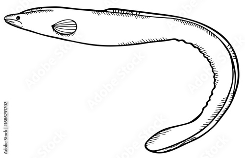 モノクロでスケッチしたウナギ
