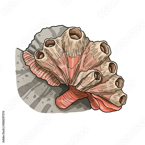 Detailed watercolor vector illustration of a cluster of sessile marine barnacles attached to a textured rock, isolated on a white background