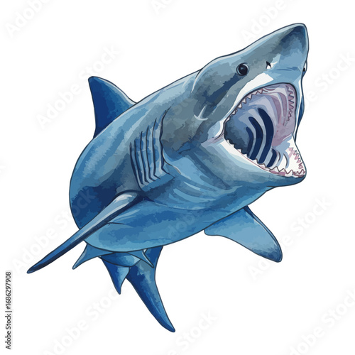 Aggressive great white shark vector illustration with open mouth and sharp teeth, rendered in a dynamic watercolor style on a white background