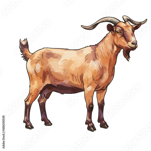 Hand-drawn watercolor illustration of a standing farm goat with horns. Detailed vector artwork of a domestic capra animal isolated on a solid white background