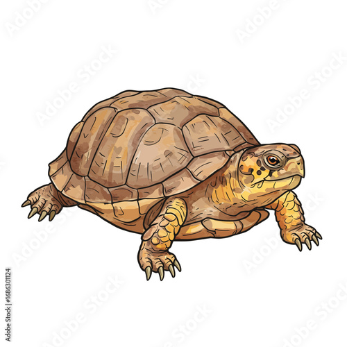 Detailed watercolor vector illustration of a North American box turtle with its intricate shell pattern, isolated on a white background