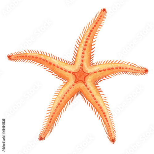An artistic watercolor vector painting of a delicate orange starfish, showing detailed texture and form, isolated on a white background