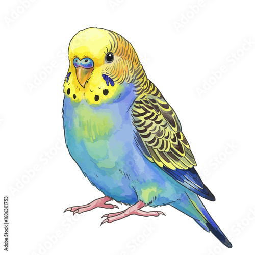 A beautifully detailed watercolor vector illustration of a small budgerigar parrot, with vibrant blue and yellow feathers, isolated on a solid white background