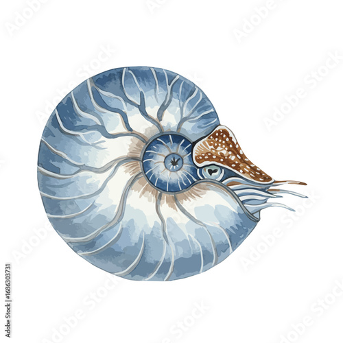 A beautiful watercolor vector illustration of a chambered nautilus shell, showcasing its intricate spiral pattern and marine biology