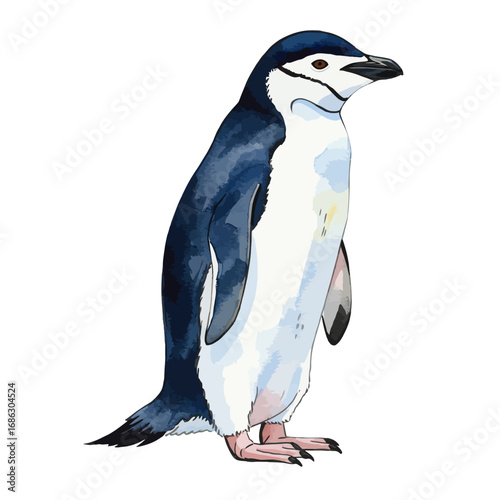 Beautiful watercolor vector illustration of a chinstrap penguin. Hand-drawn artistic depiction of an Antarctic bird isolated on a white background