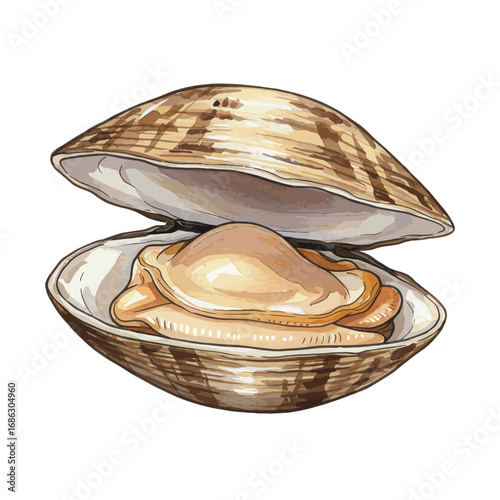 Detailed watercolor vector illustration of an open clam with its shell showcasing fresh seafood. Hand-drawn bivalve mollusk isolated on white