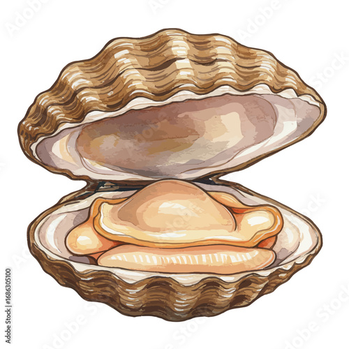 Watercolor vector illustration of an open scallop. A detailed hand-drawn marine bivalve mollusk and gourmet seafood delicacy, isolated on a white background