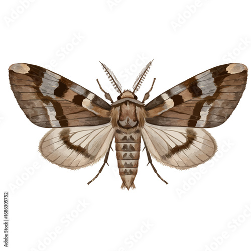 A detailed watercolor vector illustration of a brown and white moth, depicted from a top-down view for entomological study