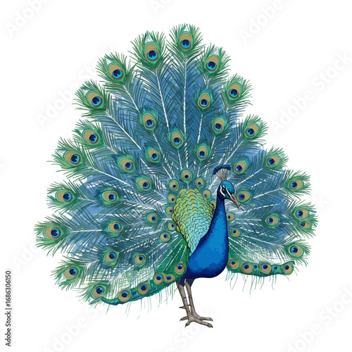 A magnificent watercolor vector illustration of a colorful peacock displaying its elaborate plumage with vibrant blue and green feathers