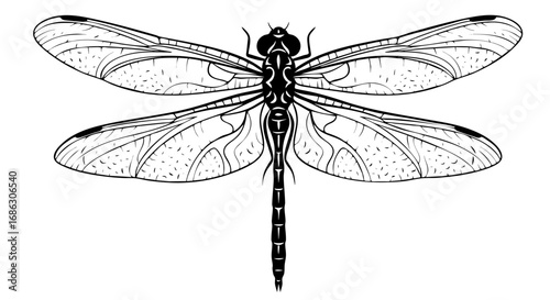 Dragonfly silhouette black vector design