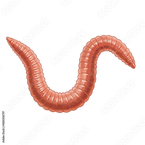 Lifelike earthworm illustration in a detailed vector art style. Annelid invertebrate with segments, crawling and isolated on a clean white backdrop