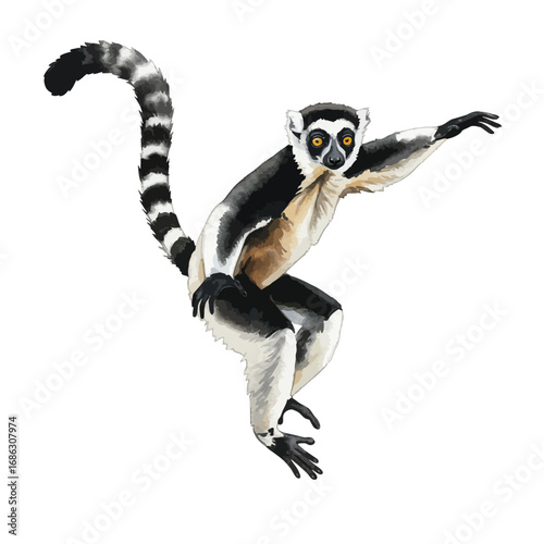 Detailed watercolor vector illustration of a playful ring-tailed lemur in a dynamic leaping pose. This exotic primate is isolated on a clean white background
