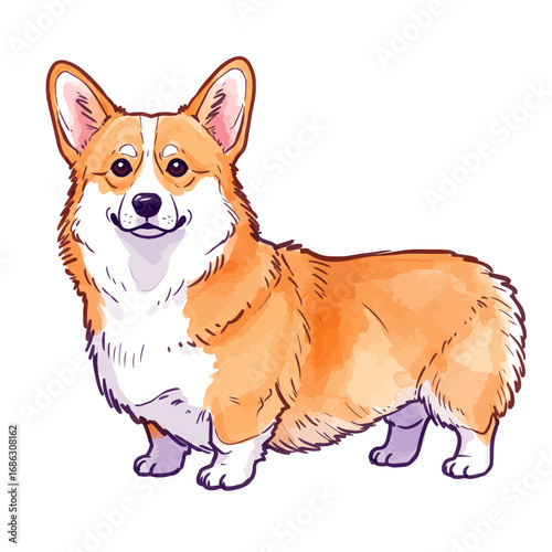 A delightful watercolor vector illustration of a happy Pembroke Welsh Corgi dog with a long body and friendly smile, standing isolated on a white background