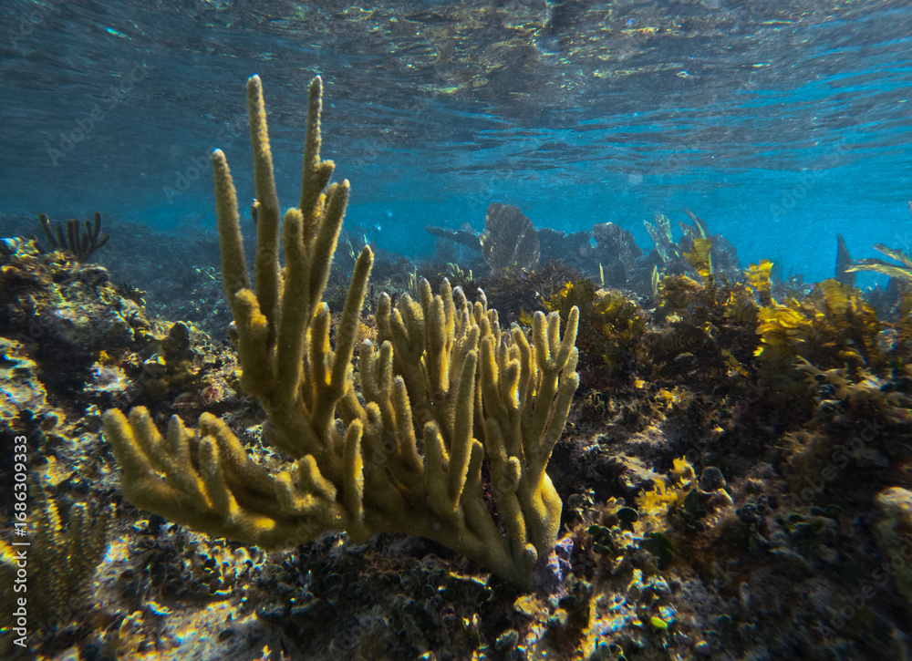 Fototapeta premium Beautiful colorful corals underwater in Cozumel