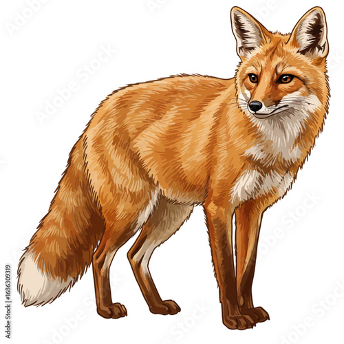 A detailed vector illustration of a wild red fox standing alertly and looking aside, isolated on a clean white background