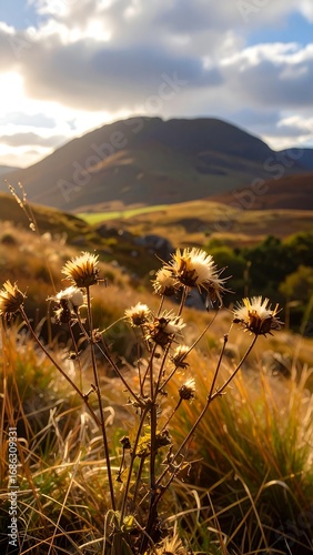 Golden hour illuminates dried wildflowers in a hilly landscape