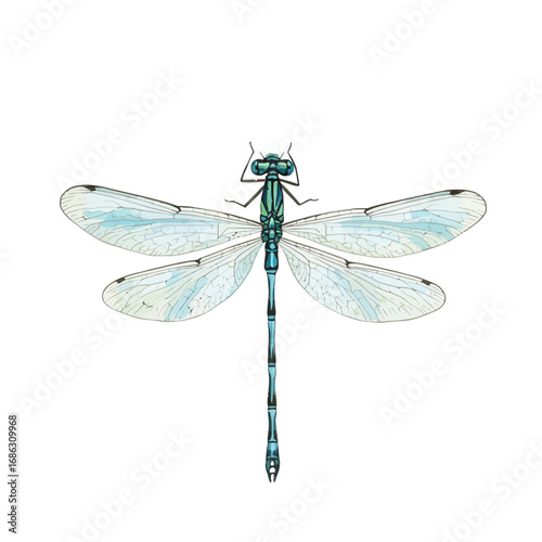 A detailed watercolor vector illustration of a beautiful blue damselfly with translucent wings, isolated on a clean white background