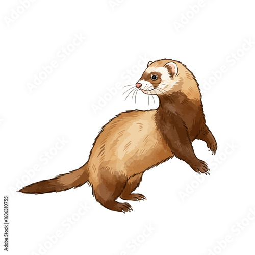 A delightful hand-drawn illustration of a domestic ferret in a playful stance, rendered in a beautiful watercolor vector style