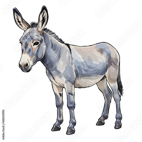 Detailed watercolor vector illustration of a domestic donkey standing on an isolated background. Artistic hand-drawn sketch of a farm animal