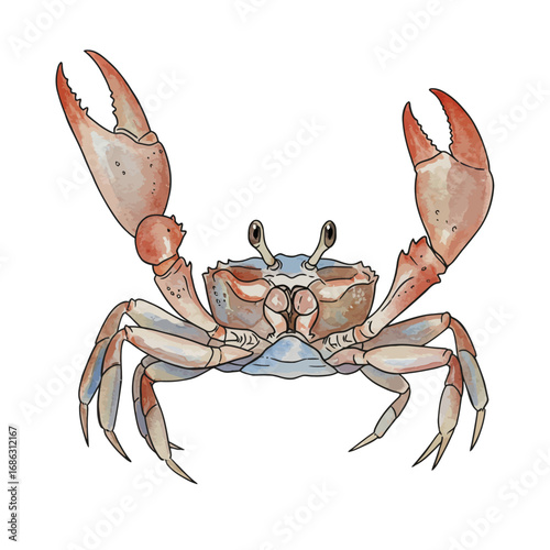 A vibrant watercolor vector illustration of a marine crab with its large claws raised, showcasing detailed artistic depiction of sea life isolated on a white background