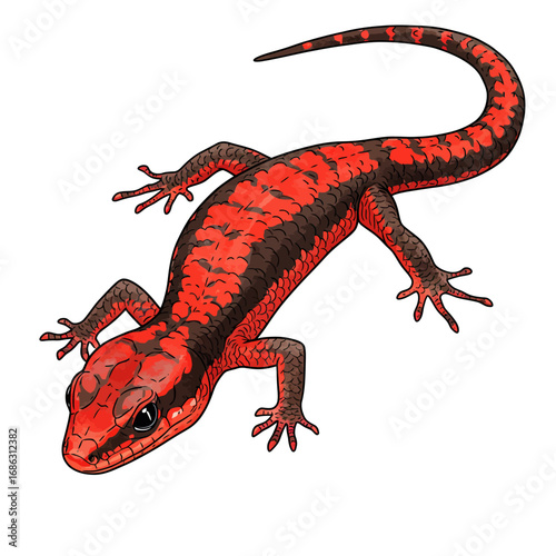 A detailed watercolor vector illustration of a vibrant red fire skink lizard. This colorful Lepidothyris fernandi reptile is isolated on a clean white background