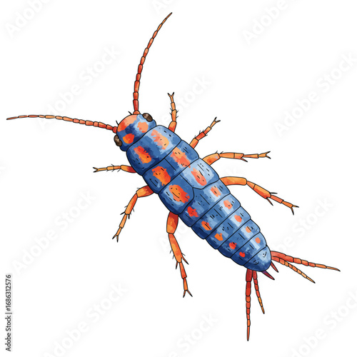 Detailed watercolor vector illustration of a vibrant blue and orange springtail hexapod insect, isolated on a clean white background