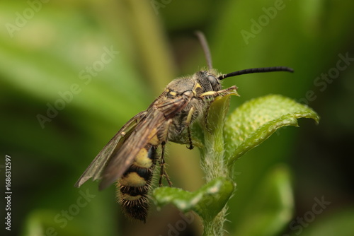 The image depicts a flower wasp from the family Scoliidae, characterized by a hairy grayish-yellow body with alternating yellow and black abdominal bands. The wasp is perched on a green plant stem,