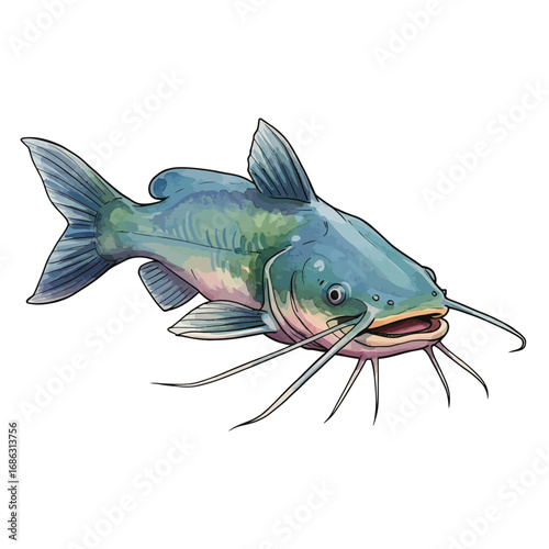 Detailed watercolor vector illustration of a freshwater catfish. Aquatic wildlife drawing isolated on a white background for design