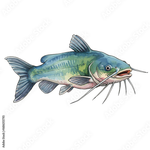 A beautifully detailed watercolor vector illustration of a freshwater catfish with prominent barbels, isolated on a clean white background