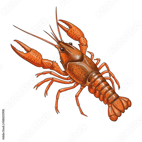 A detailed vector illustration of a red freshwater crayfish, hand-drawn in a realistic watercolor style, isolated on a white background
